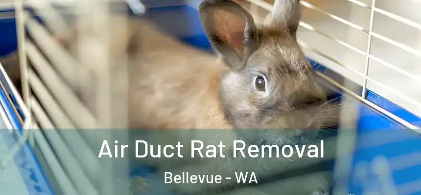  Air Duct Rat Removal Bellevue - WA