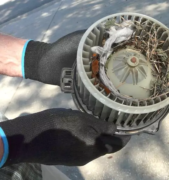 About Air Duct Mice Removal in Bellevue, WA